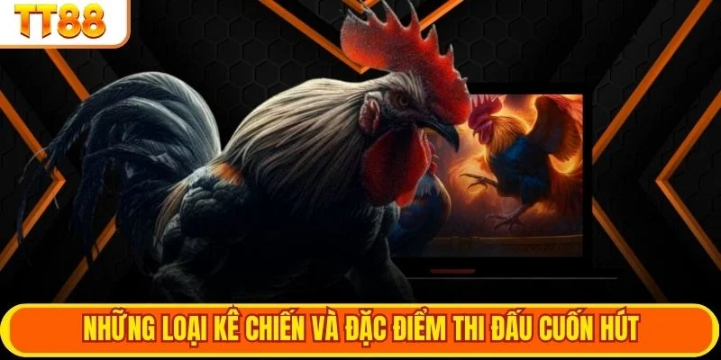 Những loại kê chiến và đặc điểm thi đấu cuốn hút